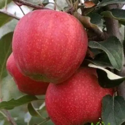 Яблоня ГАЛА ШНИГА в Орше