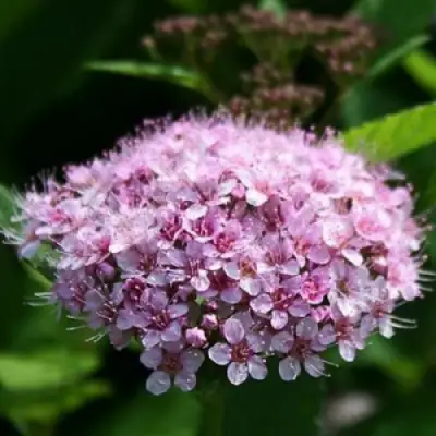 Спирея ПИНК СПАРКЛЕР в Орше