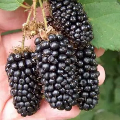 Ежевика ЛОХ НЕСС бесшипная  в Орше