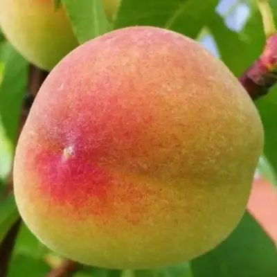 Персик ВЕТЕРАН в Орше