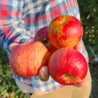 Яблоня КРАСАВИТА в Орше