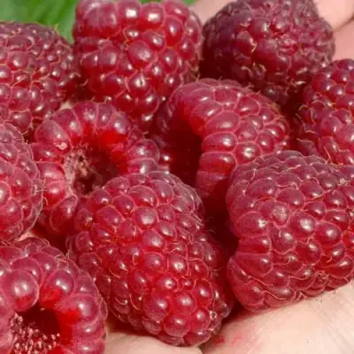 Малина ГИГАНТ РУБИНОВЫЙ в Орше