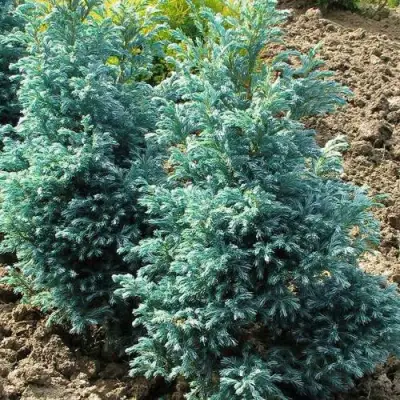 Кипарисовик БУЛЕВАРД горохоплодный в Орше