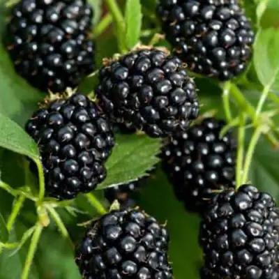 Ежевика КИТАНИНИ бесшипная  в Орше