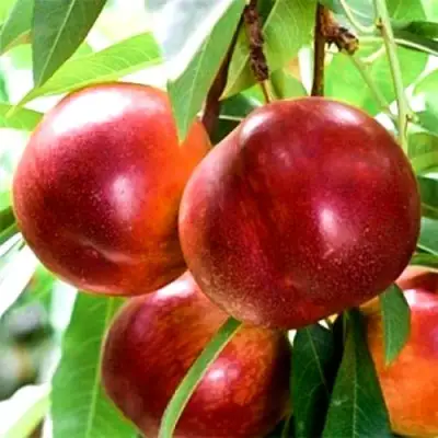 Нектарин СТАРК РЕД ГОЛД в Орше