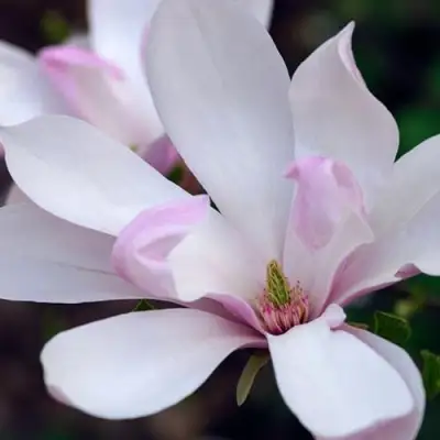 Магнолия ПИНКИ в Орше