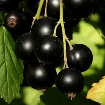 Смородина черная КЛУССОНОВСКАЯ в Орше