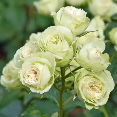 Роза ГРИН ДАЙМОНД миниатюрная в Орше