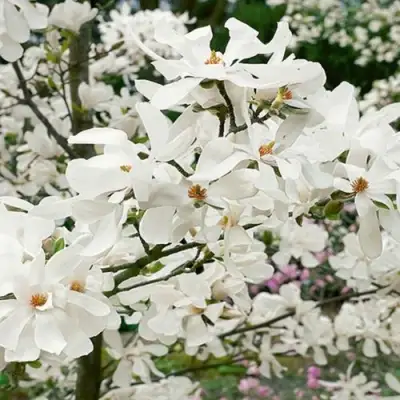 Магнолия ЛЕБНЕРА МЕРРИЛЛ в Орше