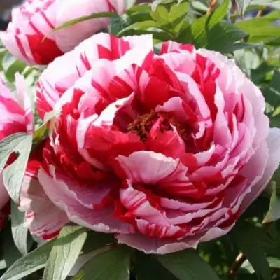 Пион РЕД ВИЗ ПИНК древовидный в Орше