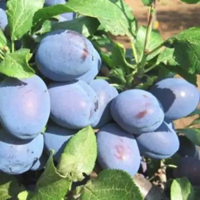 Слива ГИЛЬБЕРТ в Орше