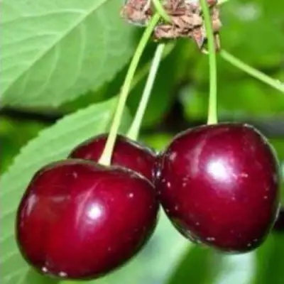 Черешня ВАСИЛИСА в Орше