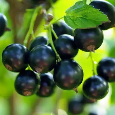 Смородина чёрная ВЕЛОЙ (ЛЕНИНГРАДСКАЯ СЛАДКАЯ) в Орше