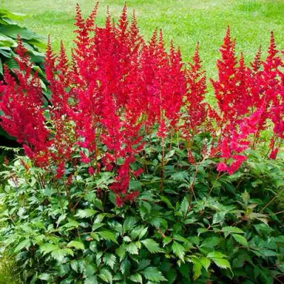 Астильба КОБЛЕНЦ японская в Орше