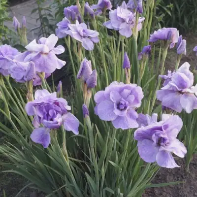 Ирис ИМПЕРИАЛ ОПАЛ сибирский в Орше