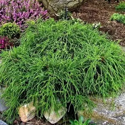 Кипарисовик ФИЛИФЕРА НАНА горохоплодный  в Орше