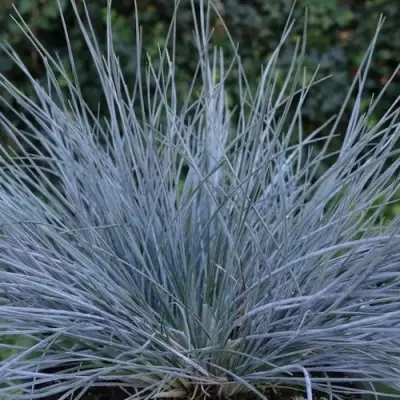 Овсяница АЙСФОГЕЛЬ сизая в Орше