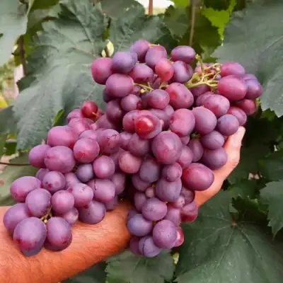 виноград Памяти Учителя