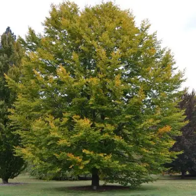 Бук лесной в Орше