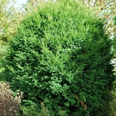 Тис РЕПАНДЕНС ягодный в Орше