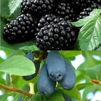 Комплект ЯГОДНЫЙ ДУЭТ в Орше