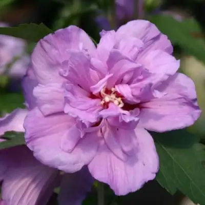 Гибискус АРДЕНС сирийский в Орше