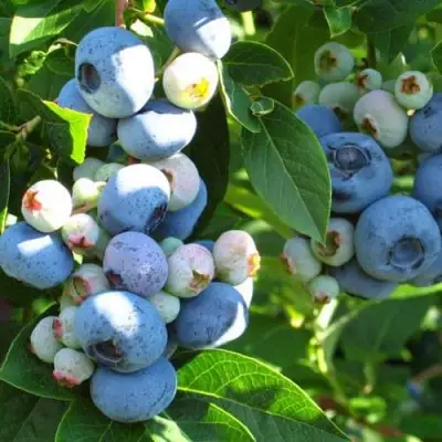 Голубика ДАРРОУ в Орше