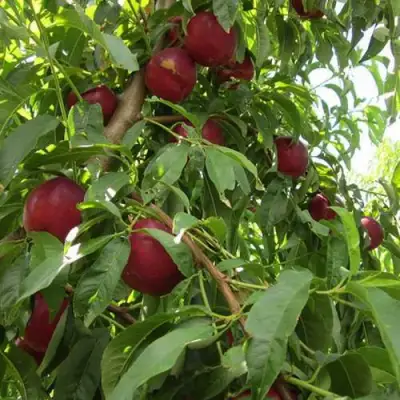 Нектарин ЭКСТРИМ БЬЮТИ в Орше