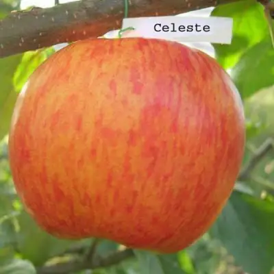 Яблоня ЦЕЛЕСТЕ в Орше