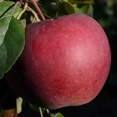 Яблоня БЕЛОРУССКОЕ СЛАДКОЕ в Орше