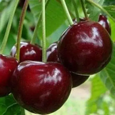 Вишня МИЛАВИЦА в Орше