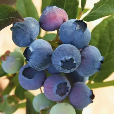 Голубика ОСОРНО в Орше