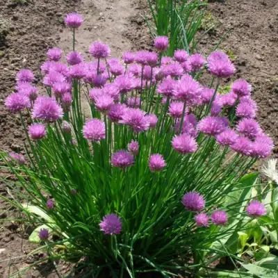 Лук-шнитт в Орше