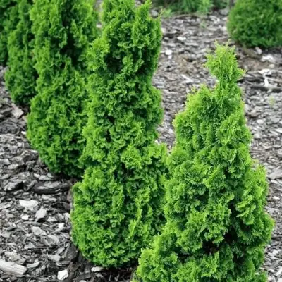 Туя ЗМАТЛИК западная в Орше