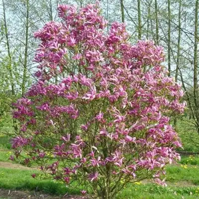 Магнолия СЬЮЗАН в Орше