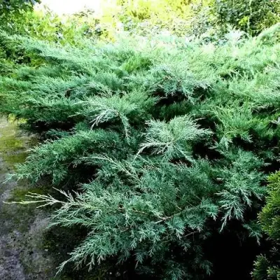 Можжевельник ПФИТЦЕРИАНА ГЛАУКА  средний в Орше