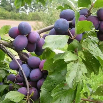 Слива ПЕРДРИГОН в Орше