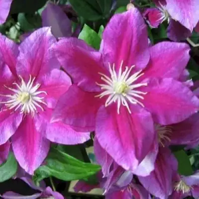 Клематис ХАНИЯ в Орше