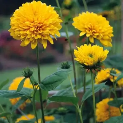 Подсолнечник СОЛЕЙЛ ДЕ ОР в Орше