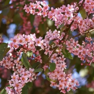 Черемуха КОЛОРАТА в Орше