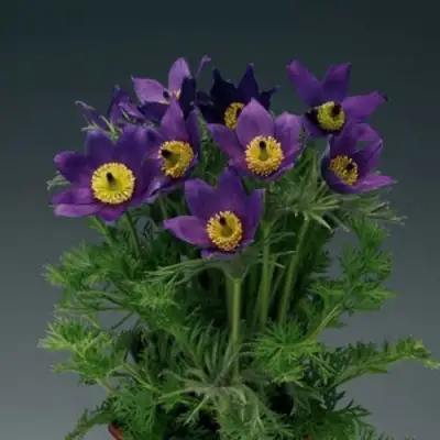 Прострел ПИНВИЛ БЛЮ ШЕЙДЕС в Орше