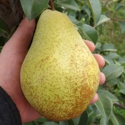 Груша ГЕНЕРАЛ ЛЕКЛЕРК в Орше