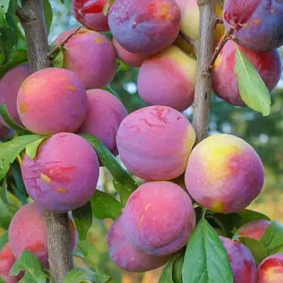 Слива КОЛОННОВИДНАЯ в Орше