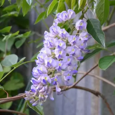 Глициния макростахия БЛЮ МУН в Орше