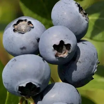 Голубика ЧАНДЛЕР в Орше