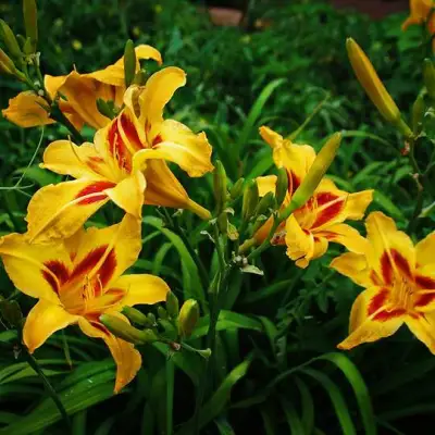 Лилейник БОНАНЗА гибридный в Орше