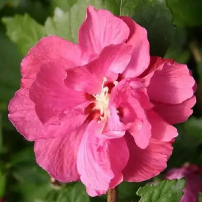 Гибискус ДЮК ДЕ БРАБАНТ сирийский  в Орше