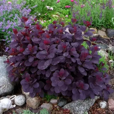 Скумпия РОЯЛ ПЕРПЛ кожевенная в Орше