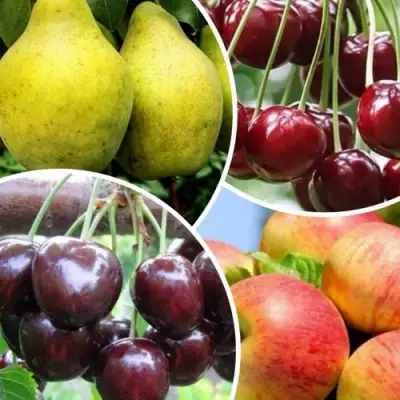 Комплект НАСЛАЖДЕНИЕ в Орше