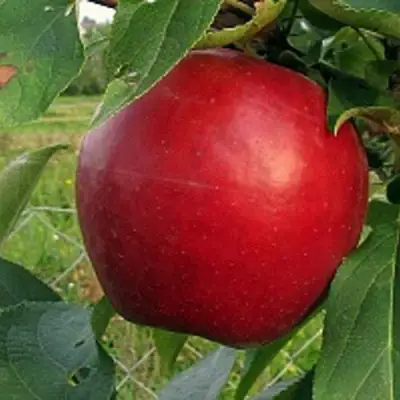 Яблоня РЕДФРИ в Орше